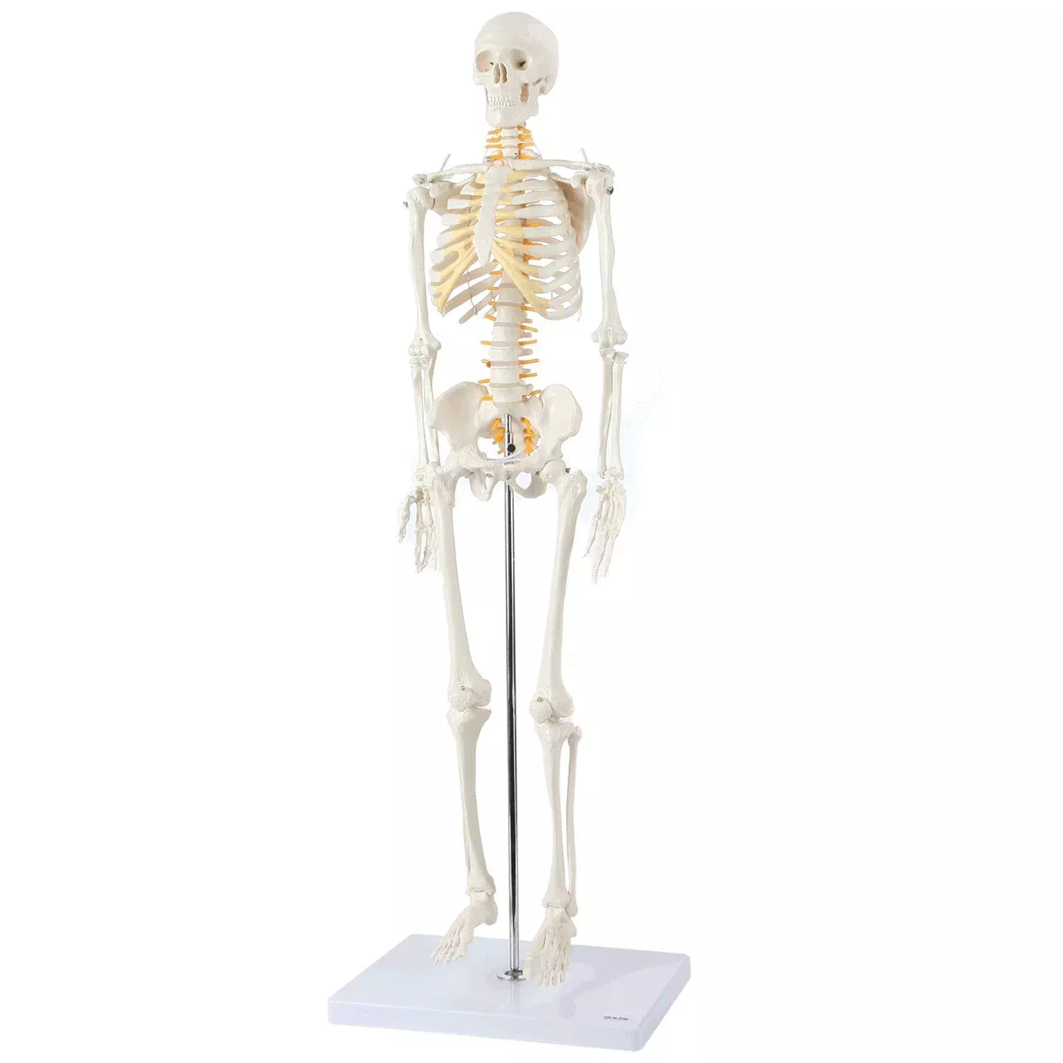 Axis Scientific 31" Miniature Human Skeleton Model - Bone White