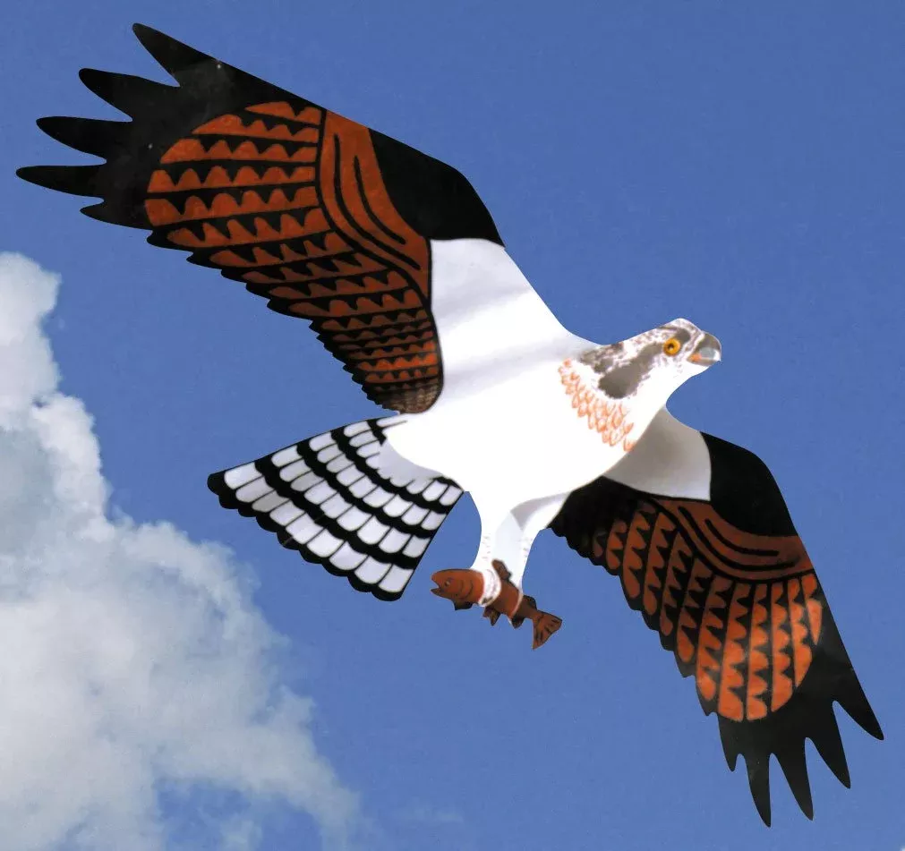 Jackite Osprey Kite - Brown and White Tyvek Material - Model SG_B000H4