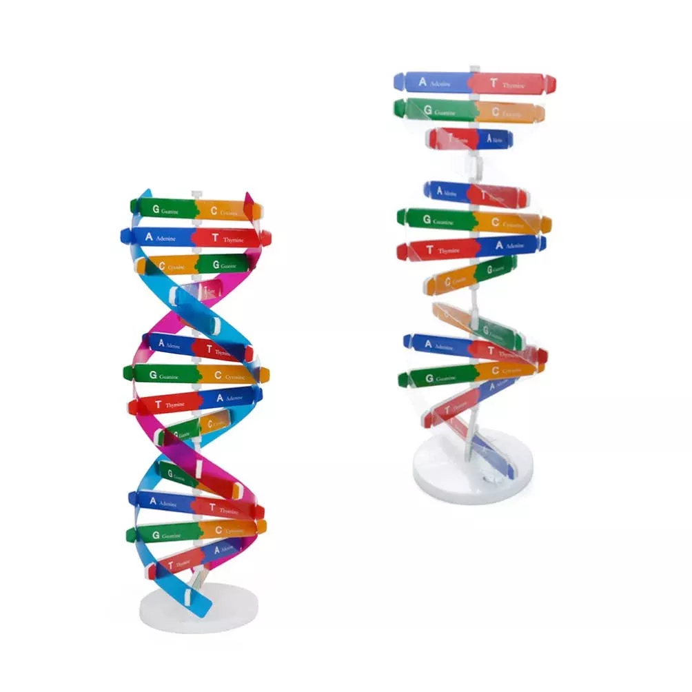Kisangel DNA Structure Model Educational Toy - Double Helix Design