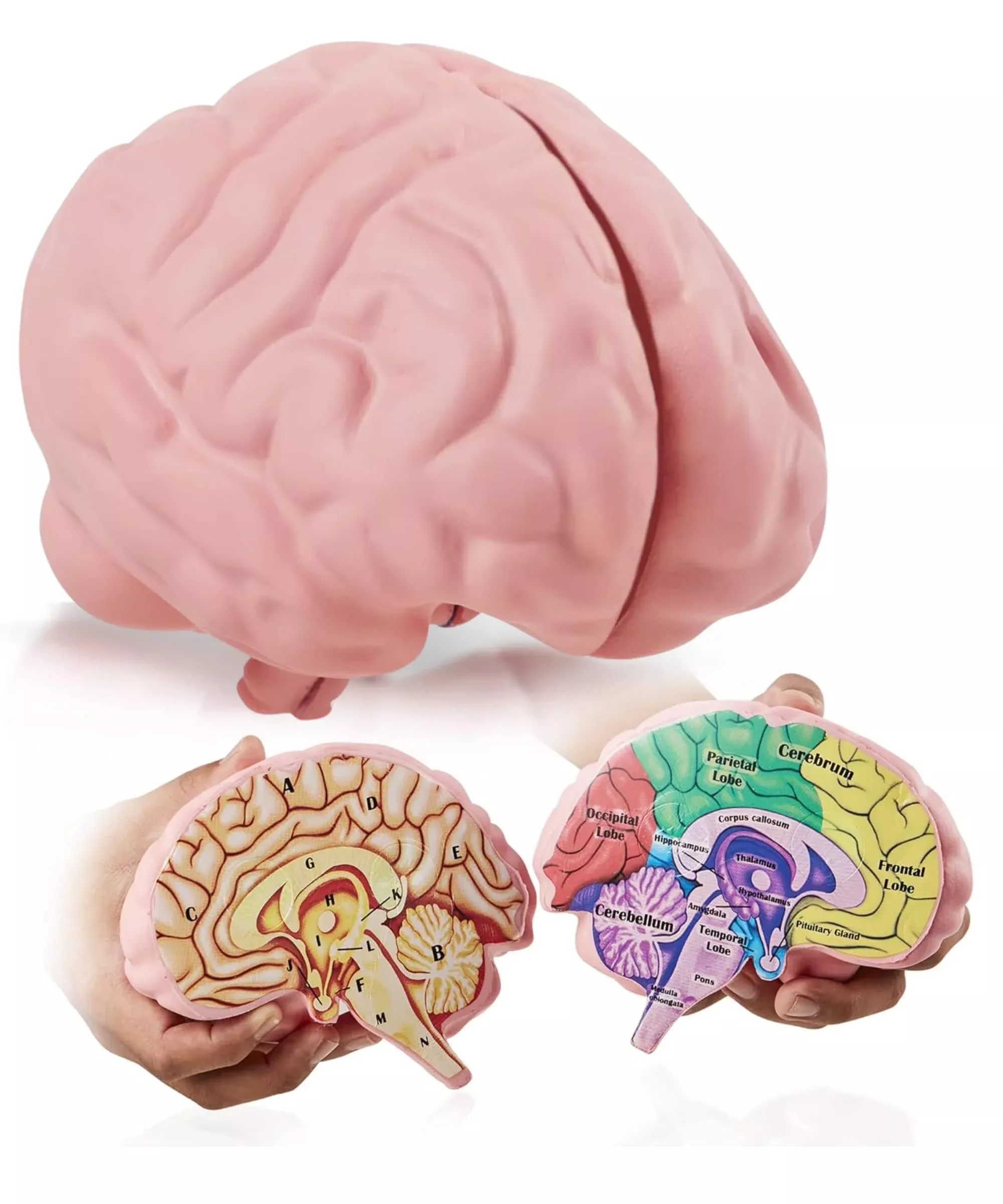 Merhoff & Larkin Brain Model Anatomy - Interactive Teaching Aid