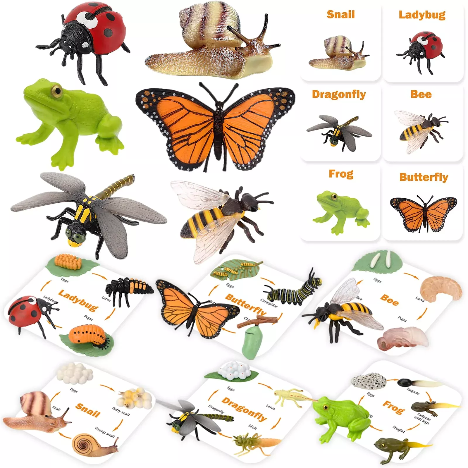 MIKNEKE Animal Life Cycle Matching Game for Kids, Medium, Insect