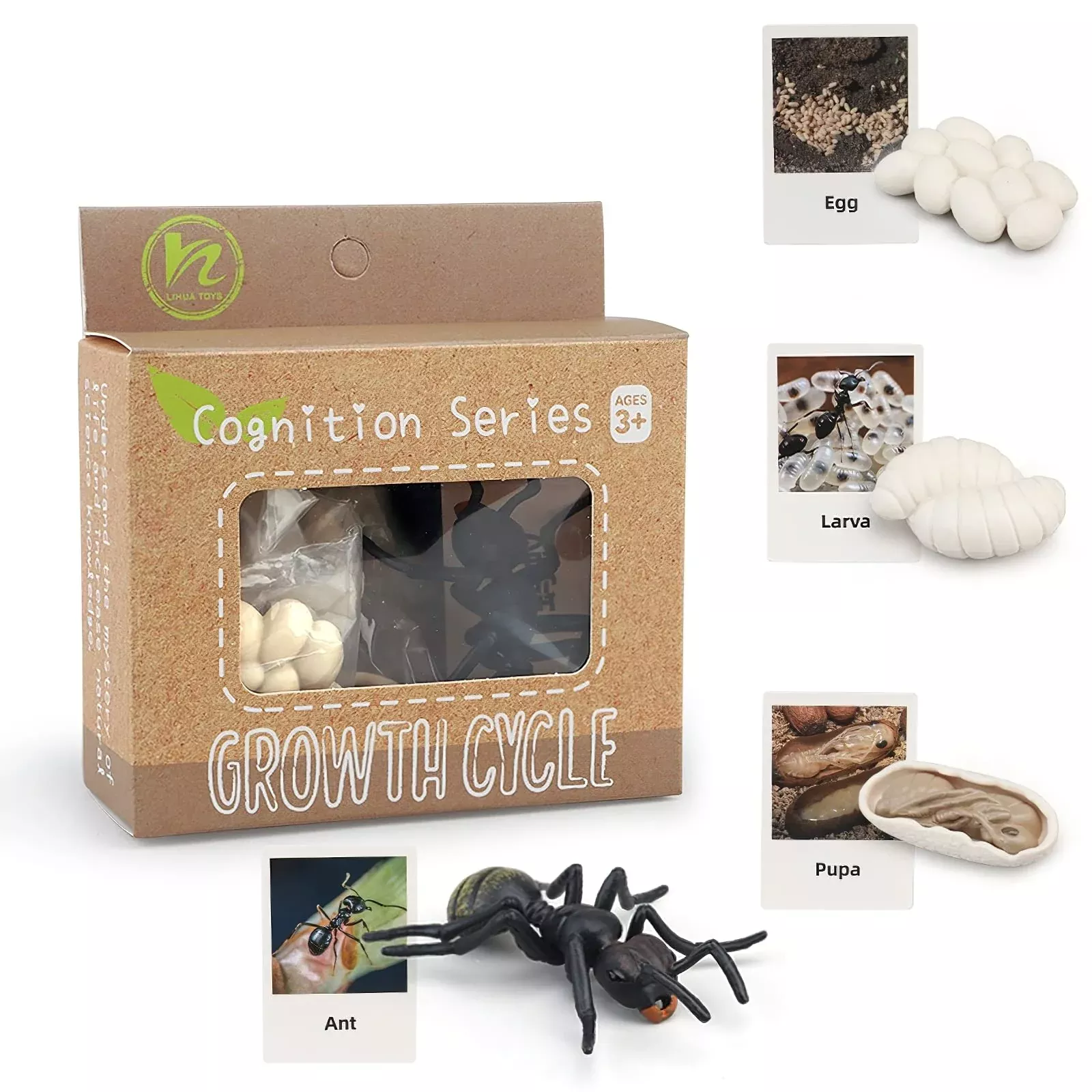 MIKNEKE Ant Life Cycle Matching Game for Kids - Medium Size