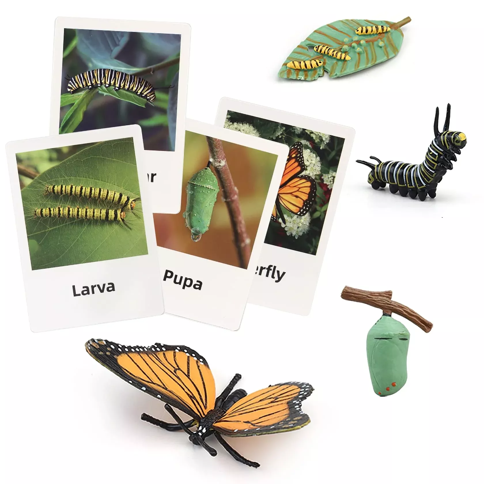 MIKNEKE Butterfly Life Cycle Matching Game for Kids, Medium