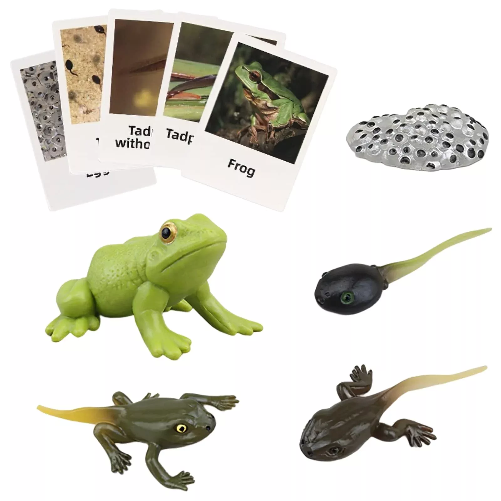 MIKNEKE Frog Life Cycle Matching Game for Kids - Medium Size