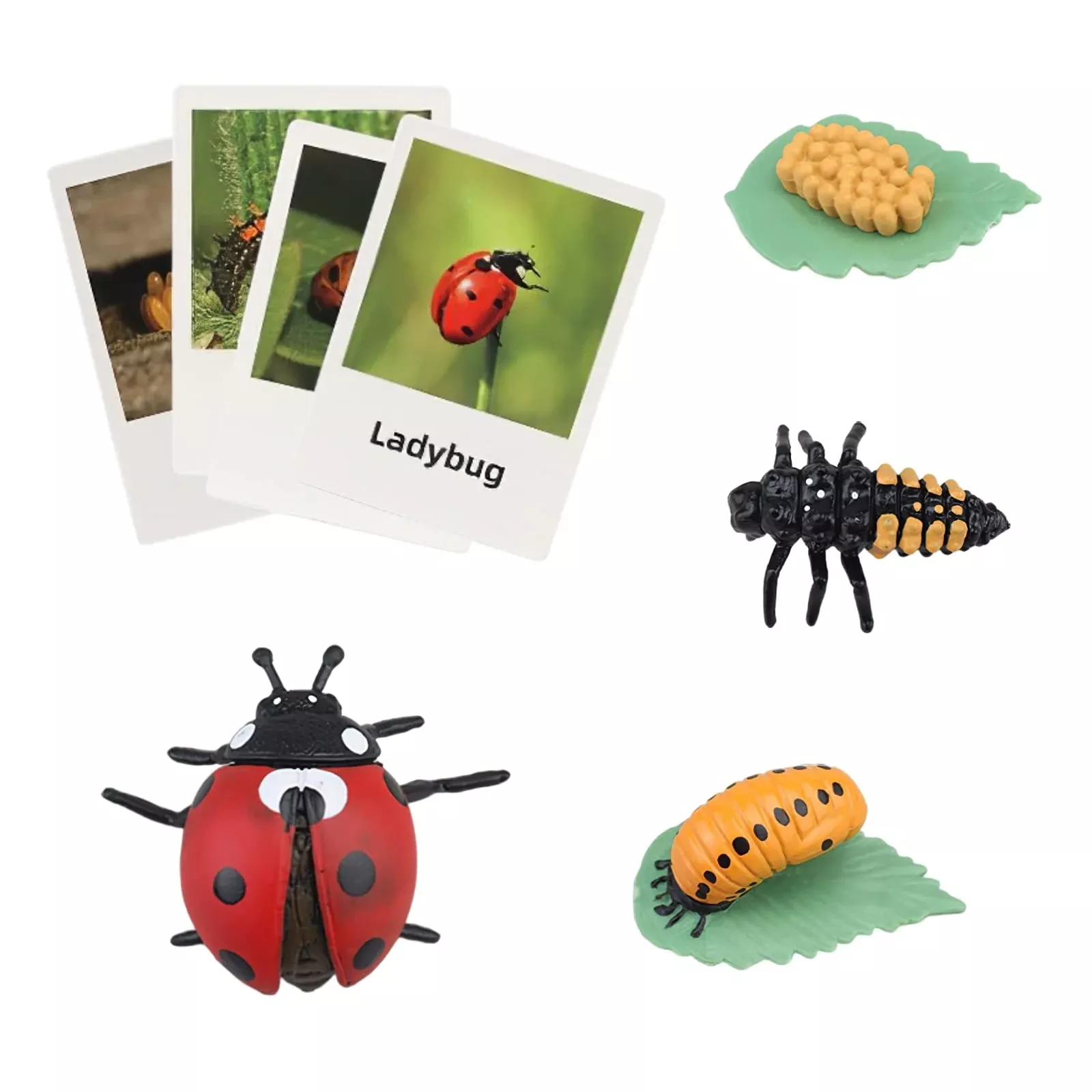 MIKNEKE Ladybug Life Cycle Matching Game for Kids 3+ Medium