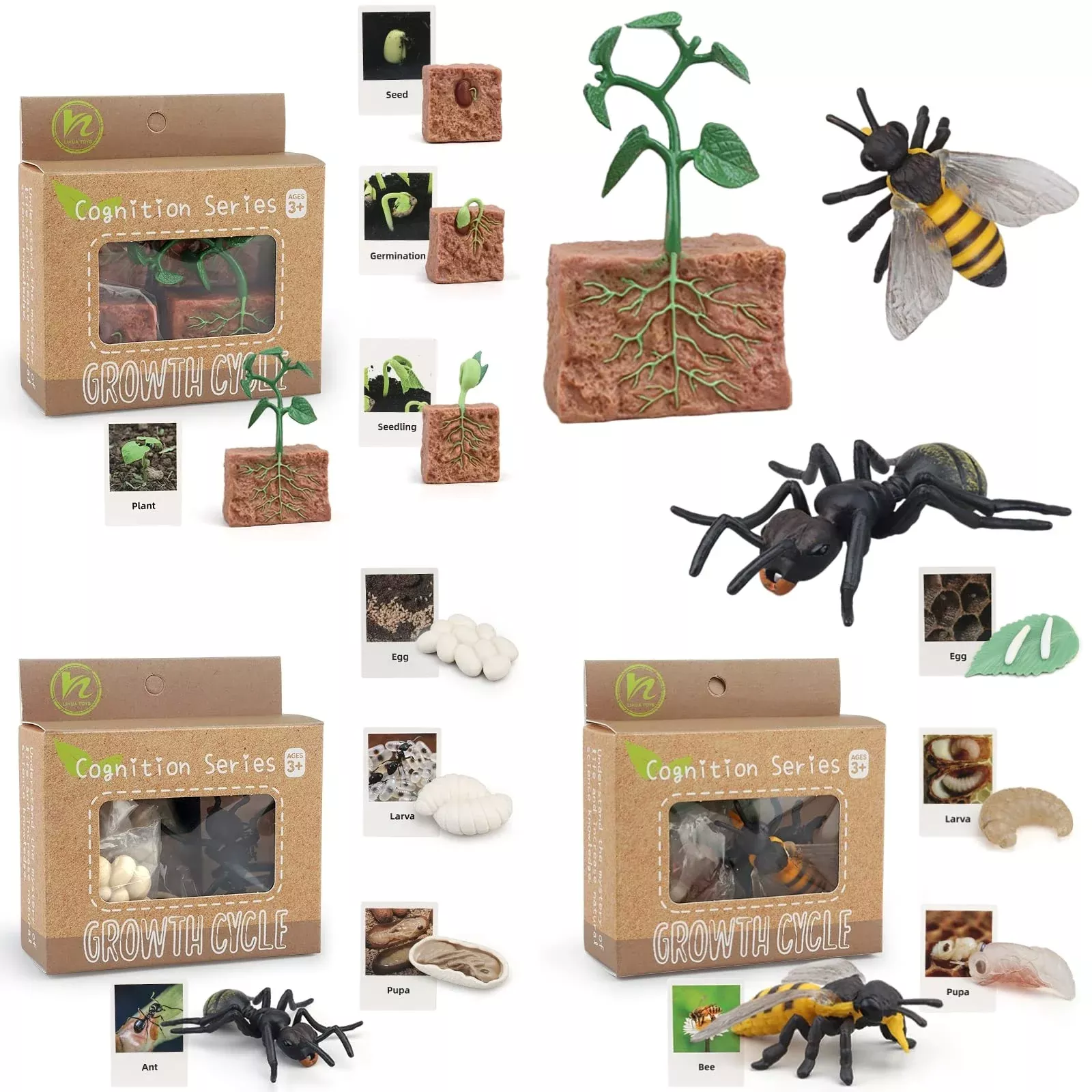 MIKNEKE Life Cycle Matching Game for Kids 3+ Medium Plant Bee Ant
