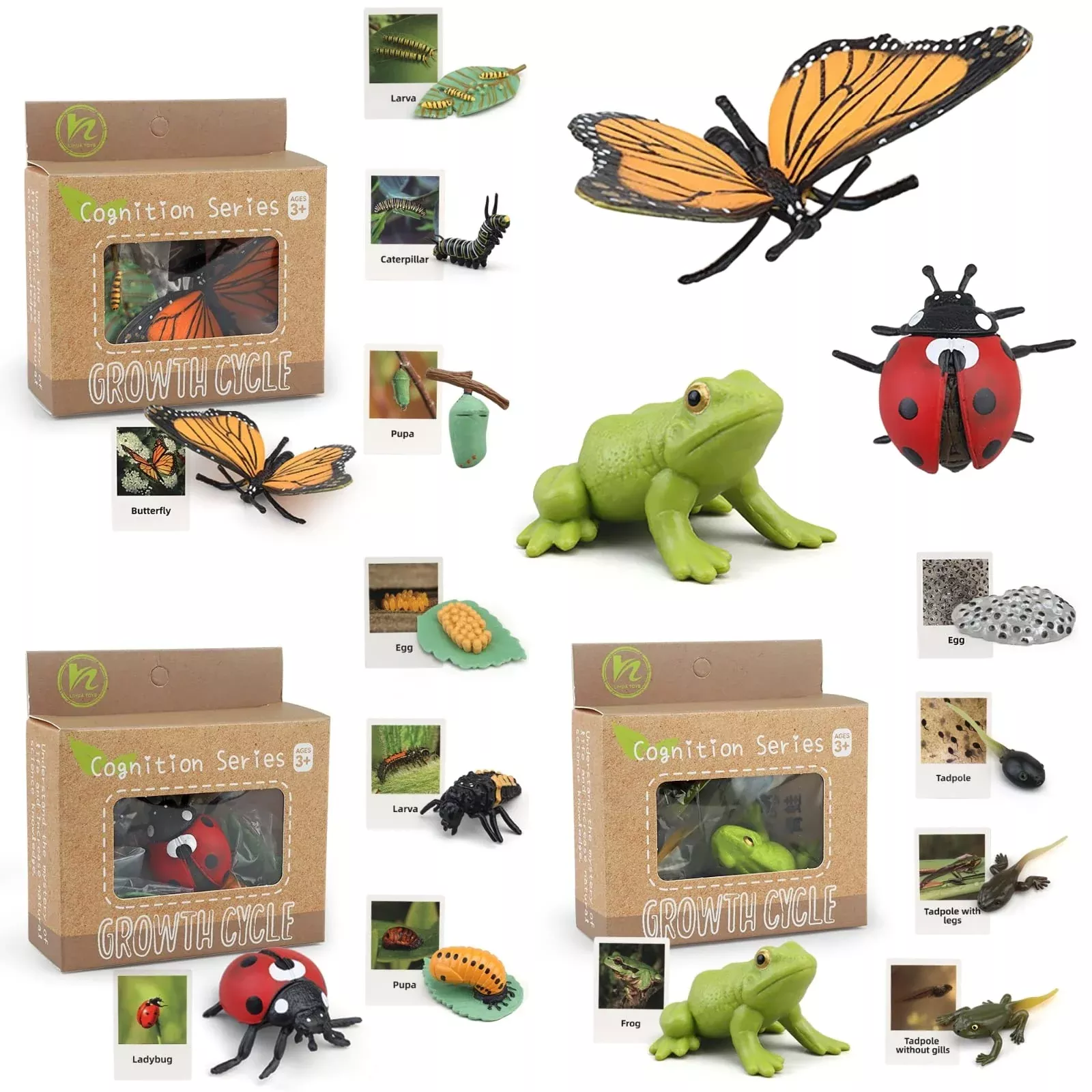 MIKNEKE Life Cycle Matching Game for Kids - Medium, Butterfly Frog Ladybug