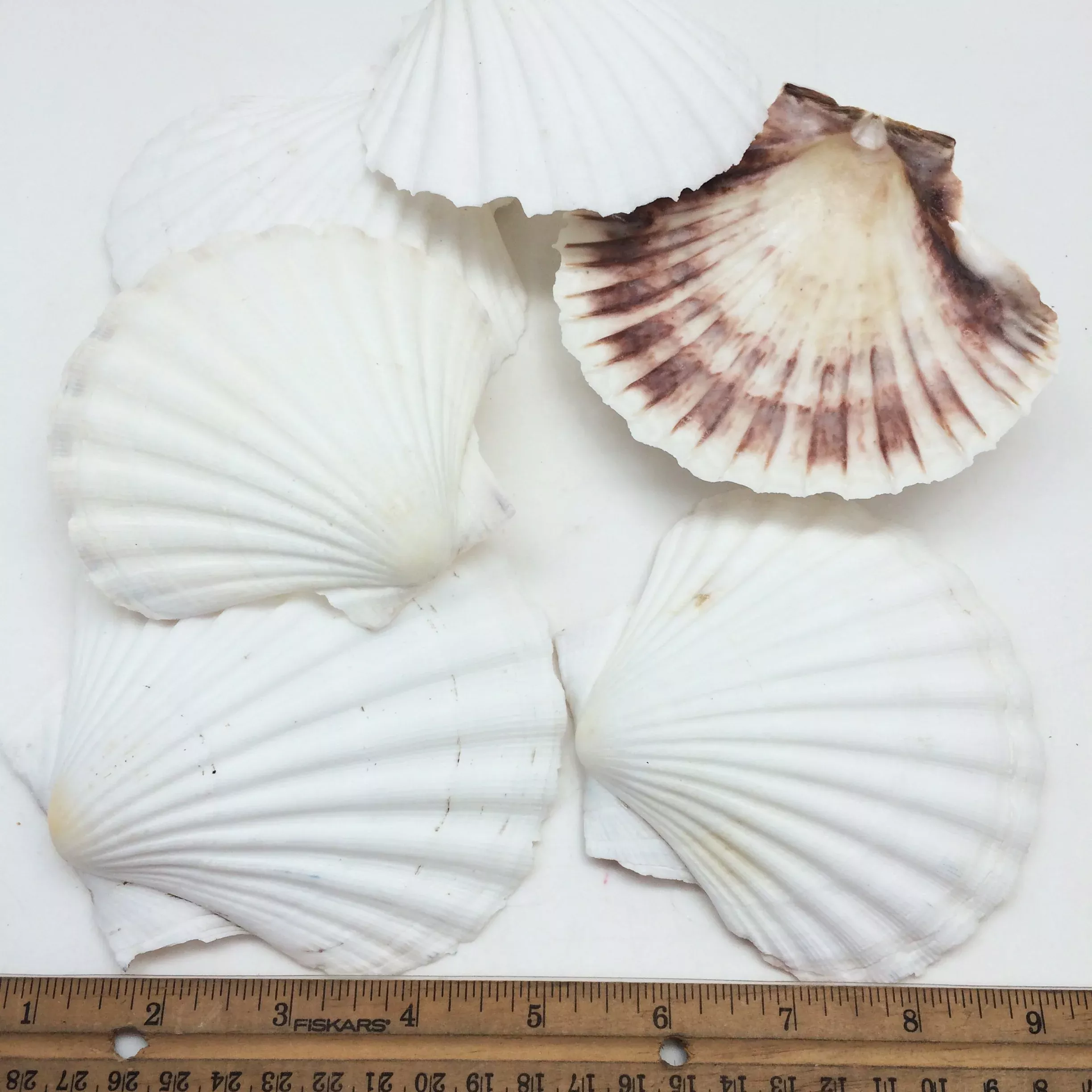 PEPPERLONELY 6 PC Scallop Shells for Baking, 4-