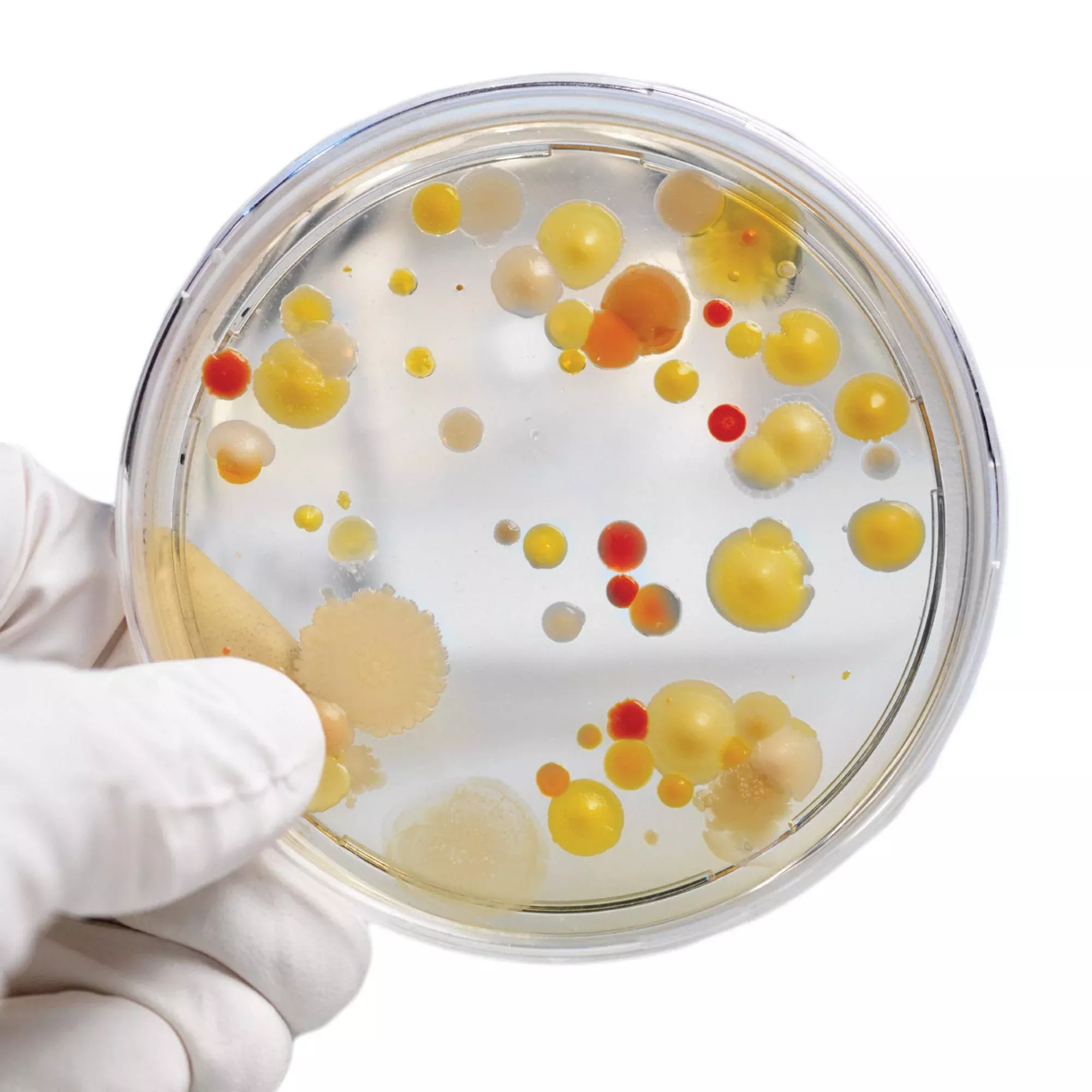 Steve Spangler Science Growing Bacteria Experiment Kit, Model WAGR-600